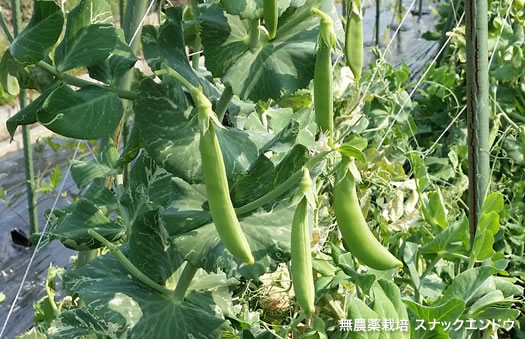 新鮮野菜